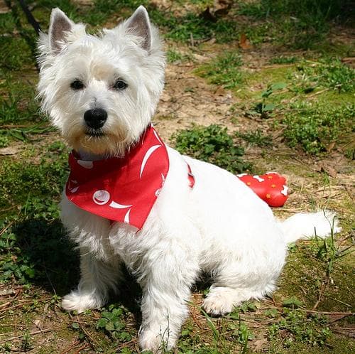 West Highland Terrier