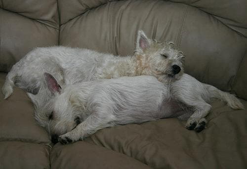 West Highland Terrier