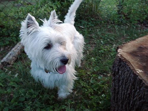 West Highland Terrier