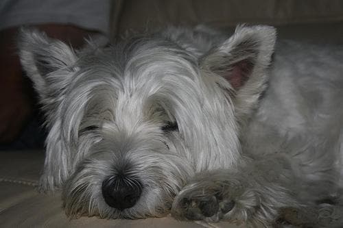 West Highland Terrier