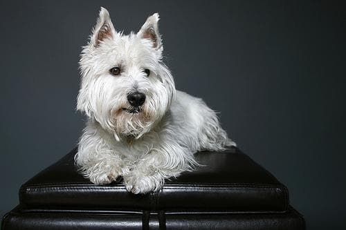 West Highland Terrier