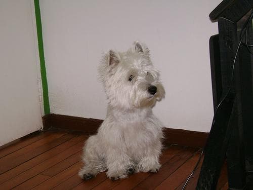West Highland Terrier