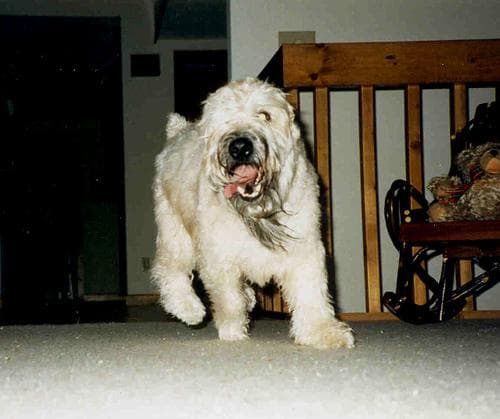 Wheaten Terrier