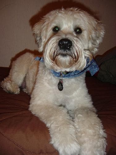 Wheaten Terrier