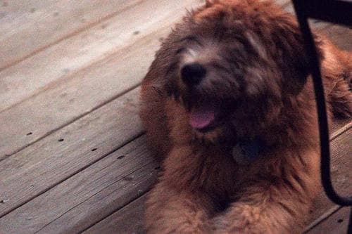 Wheaten Terrier