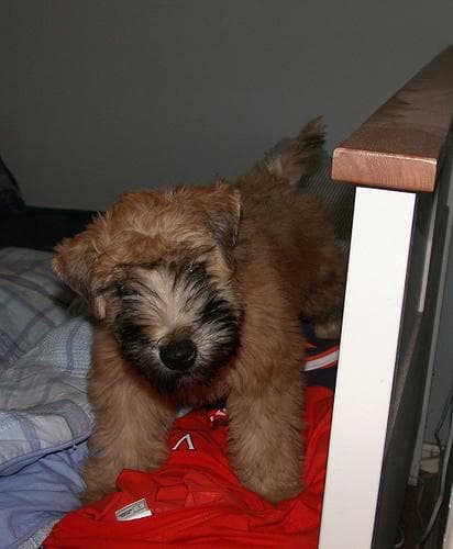Wheaten Terrier