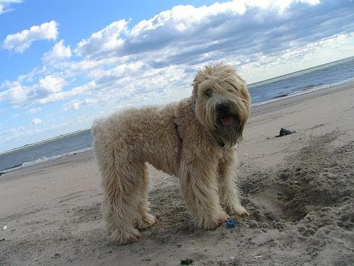 Wheaten Terrier