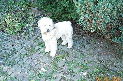 Wheaten Terrier