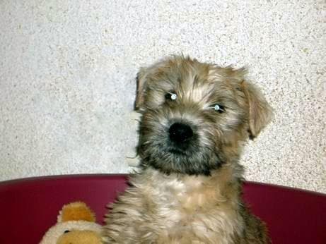 Wheaten Terrier