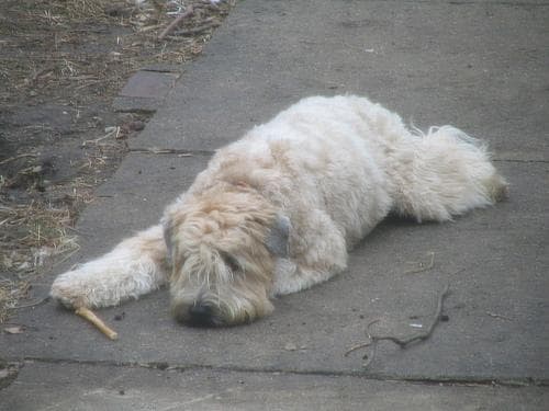 Wheaten Terrier