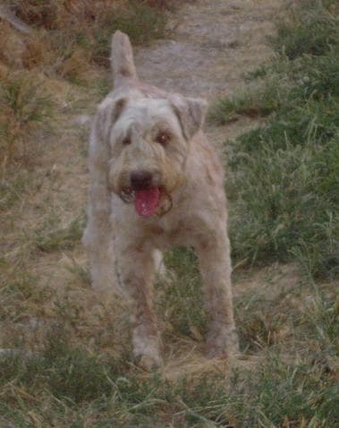 Wheaten Terrier