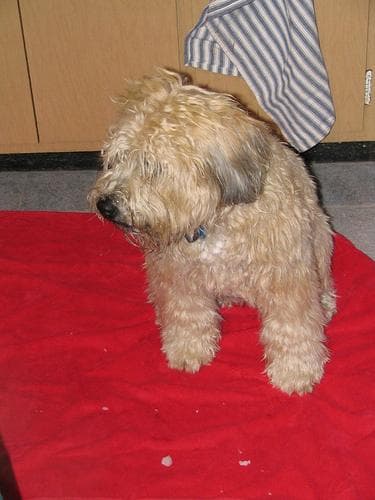 Wheaten Terrier