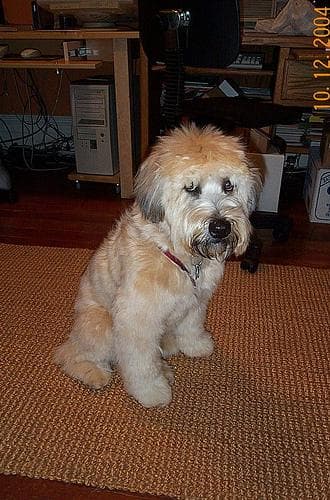 Wheaten Terrier