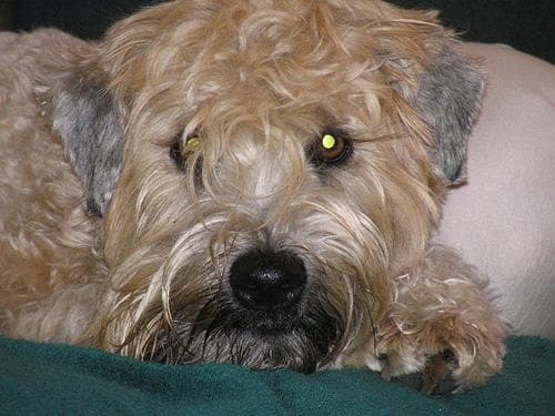Wheaten Terrier
