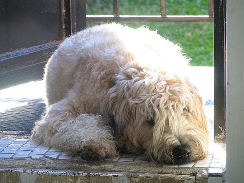 Wheaten Terrier