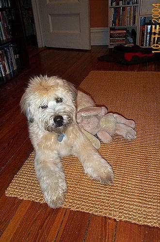Wheaten Terrier