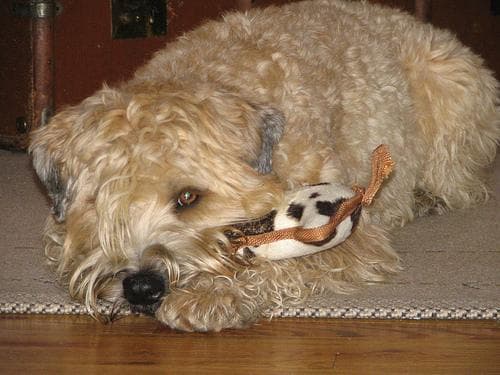 Wheaten Terrier