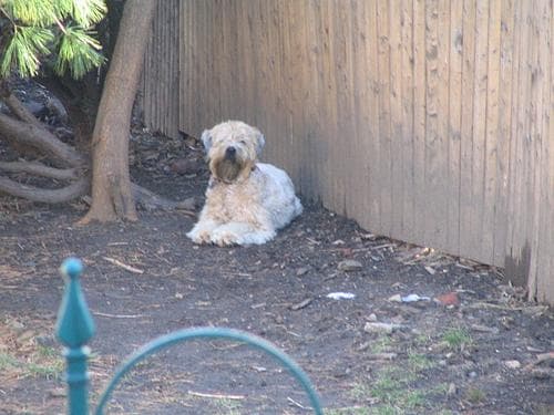 Wheaten Terrier
