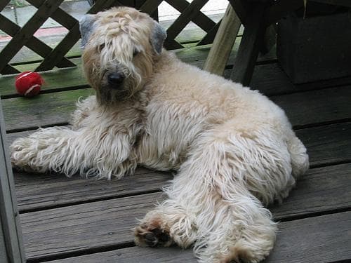 Wheaten Terrier