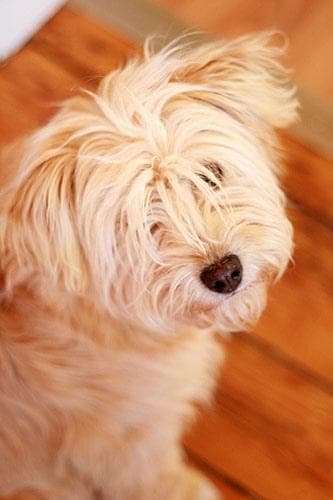 Wheaten Terrier