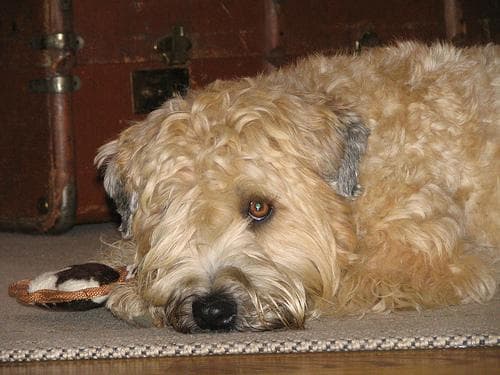 Wheaten Terrier