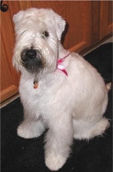 Wheaten Terrier