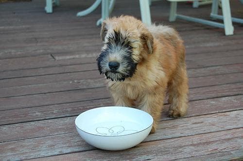Wheaten Terrier