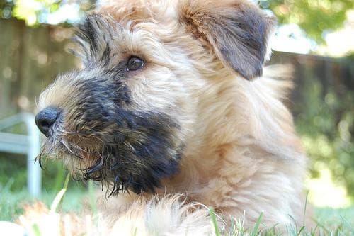 Wheaten Terrier