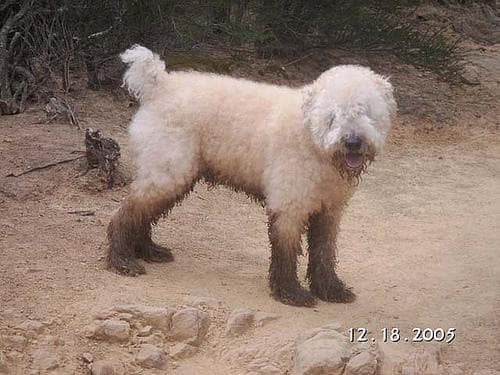 Wheaten Terrier
