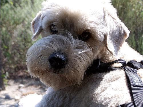 Wheaten Terrier