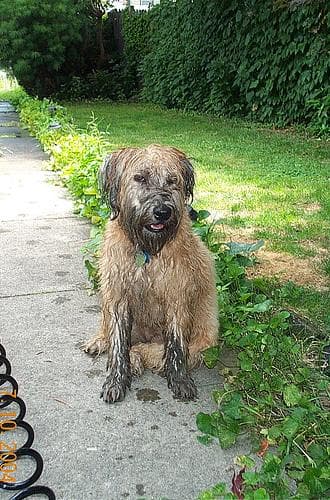 Wheaten Terrier
