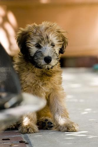 Wheaten Terrier