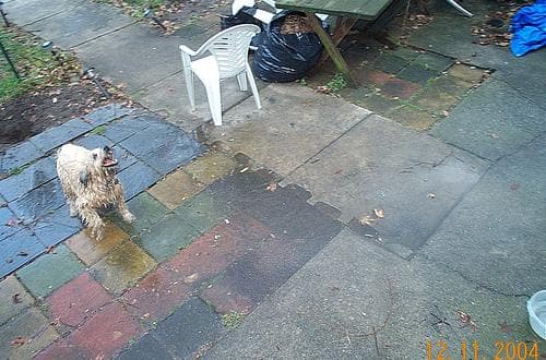 Wheaten Terrier