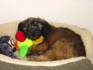 Wheaten Terrier