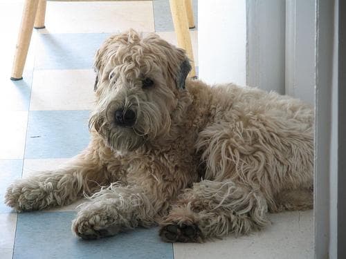 Wheaten Terrier