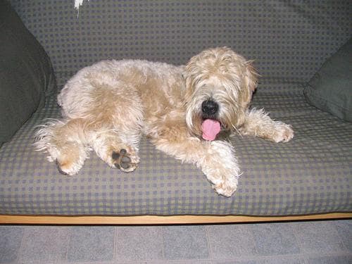 Wheaten Terrier
