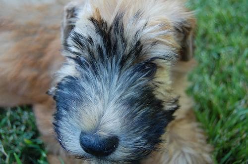 Wheaten Terrier