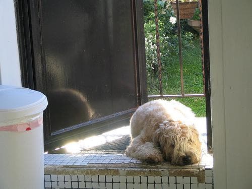 Wheaten Terrier