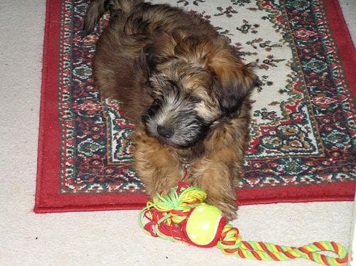 Wheaten Terrier