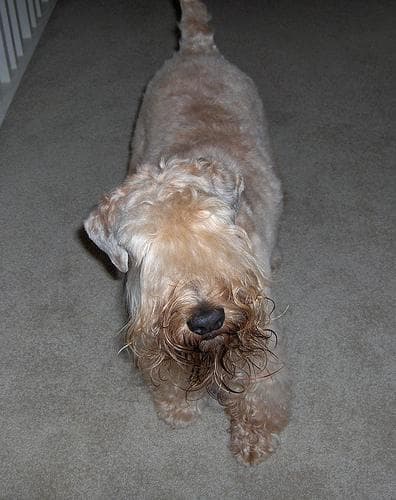 Wheaten Terrier