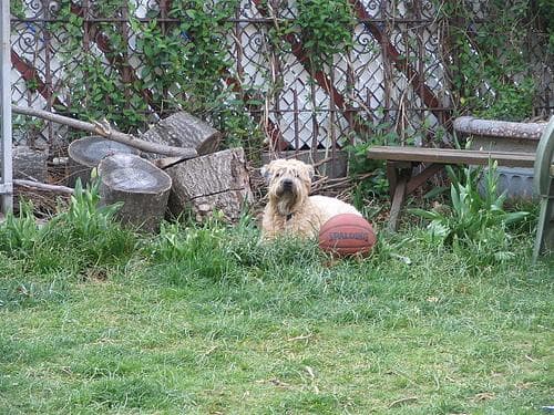 Wheaten Terrier
