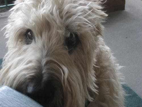 Wheaten Terrier