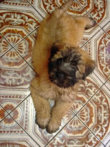 Wheaten Terrier