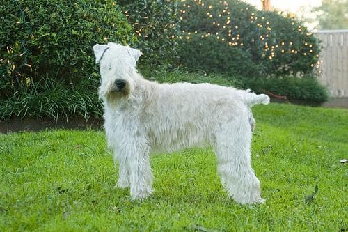 Wheaten Terrier