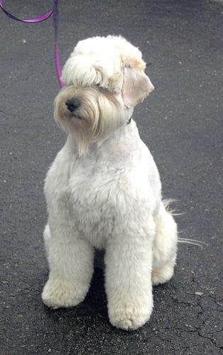 Wheaten Terrier