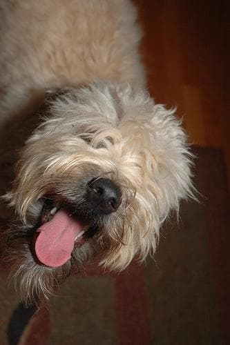 Wheaten Terrier