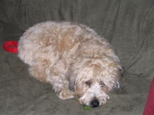 Wheaten Terrier