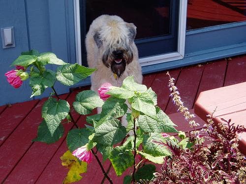 Wheaten Terrier
