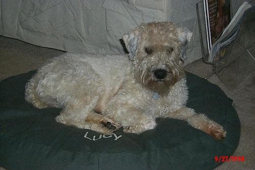 Wheaten Terrier
