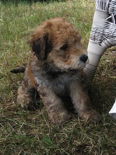 Wheaten Terrier